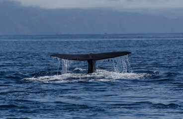 walwatching vor den Azoren, das große finale der Wal taucht und Wasser spült von der großen...