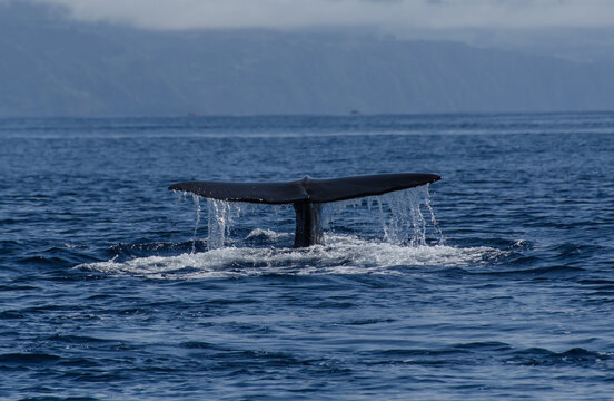 walwatching vor den Azoren, das große finale der Wal taucht und Wasser spült von der großen Flosse, ganz großes Kopfkino