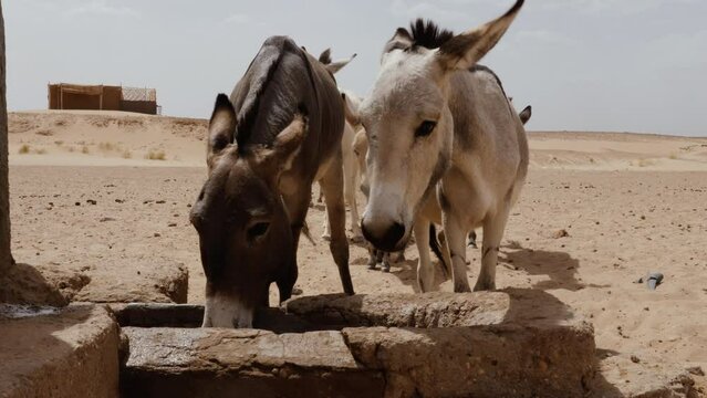 Thirsty donkeys drink water at a well in the Sahara desert of Morocco. 4k footage.