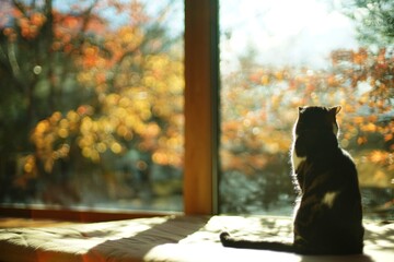 A tabby cat sitting against the background of autumn leaves