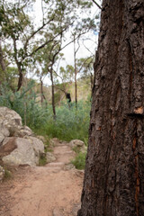 Natural Australian bush landscape in Queensland, Australia. Taken at Crows Nest Falls.