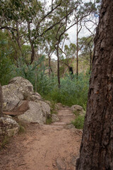 Natural Australian bush landscape in Queensland, Australia. Taken at Crows Nest Falls.
