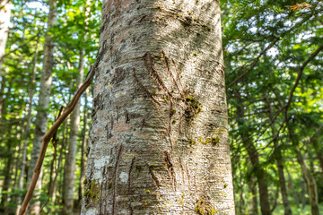 Obraz premium 北海道 知床五湖ガイドウォーク