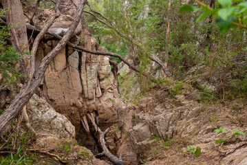 Natural Australian bush landscape in Queensland, Australia. Taken at Crows Nest Falls.