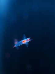 知床の妖精クリオネ © kat334