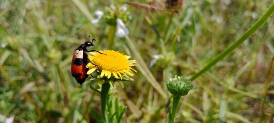 Coccinellidae commonly called as Ladybird or Ladybug on a yellow colored flower
