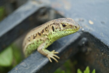 lizard on a tree