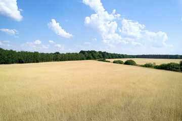 Obraz premium field of wheat (aerial)