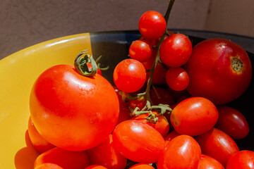 Freshly picked ripe red cherry tomatoes.