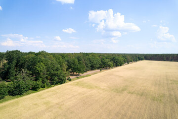 Fototapeta premium Wheat Field (Aerial view)