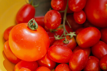 Freshly picked ripe red cherry tomatoes.