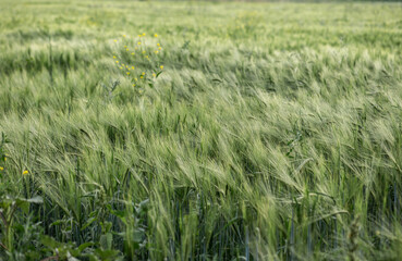 Ears of green cereals. Selective focus. Natural green background.