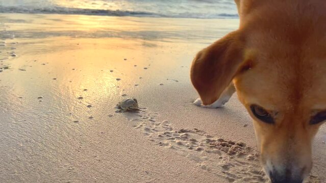 Dog catches a crab running down the sand with his paw. A funny dog pushes a crab with his paw, running to the ocean sea on the sand.
