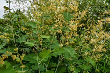 Fototapeta na wymiar Macleaya cordata (plume poppy, tree celandine)