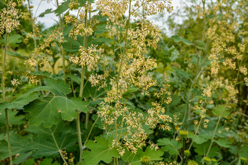 Macleaya cordata (plume poppy, tree celandine)