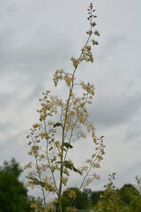 Macleaya cordata (plume poppy, tree celandine)