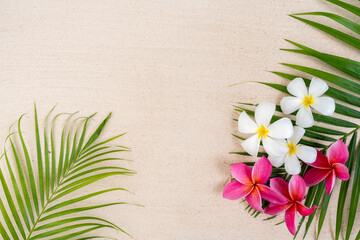 Beautiful blossom frangipani flowers on palm background.