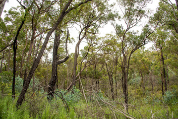 Australian bush landscape in Queensland. 