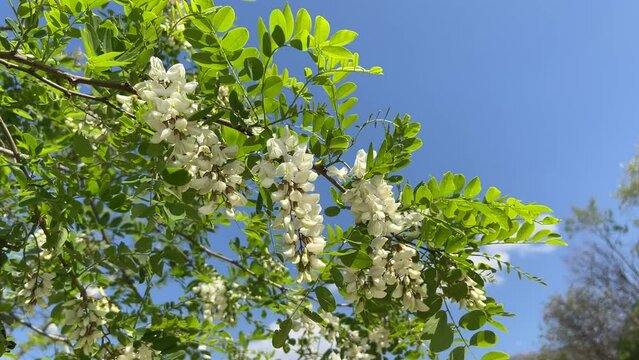 White acacia flowers on a green branch against the sky