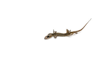 Death Gecko isolated on white background.