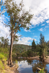 Fototapeta na wymiar Stunning Australian bush landscape at Crows Nest Falls, Queensland. 