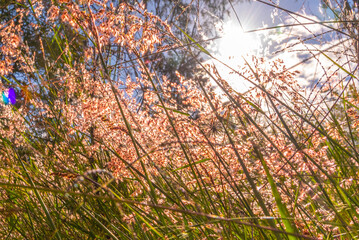 Australian native bush plants with sun shining through the colourful flowers. 