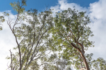 View of the Australian bush with native gum trees in view. 