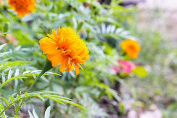 marigold blooming in the garden, blurred green backdrop copy space good to use as a background image.