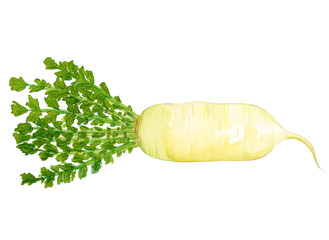 Watercolor hand drawn vegetable, isolated on white background
