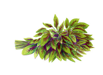 Watercolor hand drawn vegetable, isolated on white background