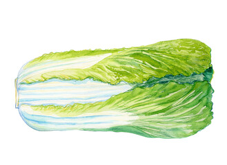 Watercolor hand drawn vegetable, isolated on white background