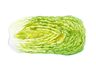 Watercolor hand drawn vegetable, isolated on white background