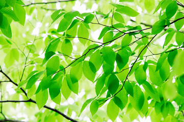 Fototapeta na wymiar 新緑のブナの葉