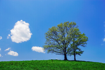 Fototapeta na wymiar 丘の上の新緑の木と雲