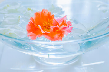 ガラスの器に浮くオレンジ色の花