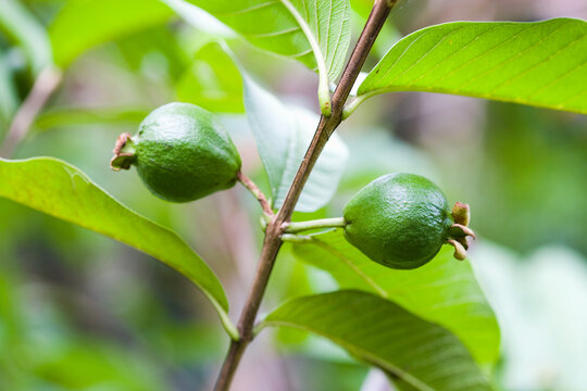 グアバの実