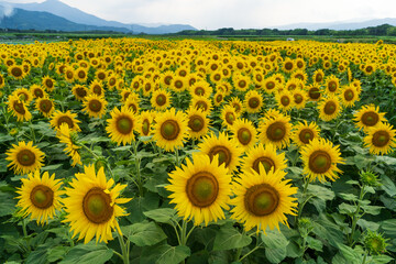 ヒマワリ　徳島県阿波市善入寺島