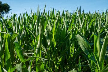 Closeup of corn stalk tops in sunny wholesome agricultural field extending to the horizon with no people and blue sky.