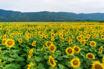 ヒマワリ　徳島県阿波市善入寺島