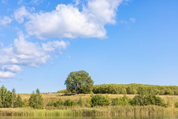 Fototapeta na wymiar Single tree on a hill by a lake