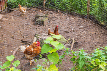 Hens in a hencoop