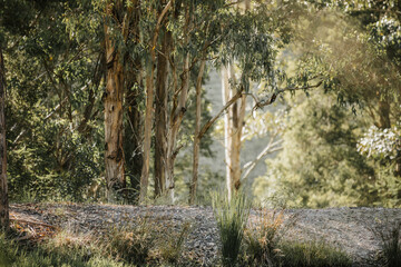 Bush in Australia