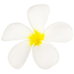 Single blooming yellowish white Plumeria or Frangipani Obtusa flower, Laos National flower, isolated on white background with clipping path. It is well known as Champa in Laos language.