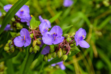 Purple Virginia spiderwort or spider lily.