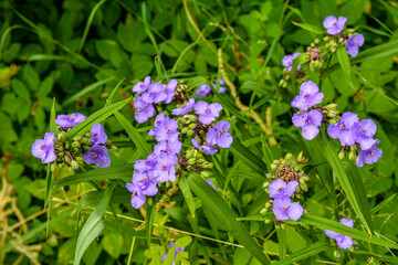 Purple Virginia spiderwort or spider lily.