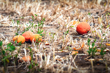several mandarins in the field on yellow/green grass 