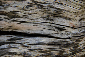 natural dry old cracked tree trunk texture