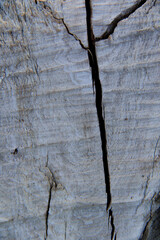 natural dry old cracked tree trunk texture