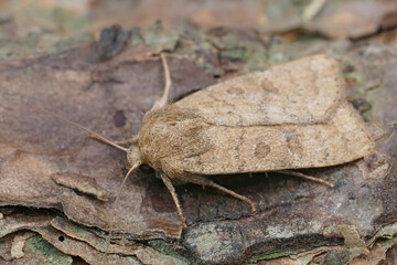 Closeup on an Uncertain owlet moth, Hoplodrina octogenaria sitting on wood