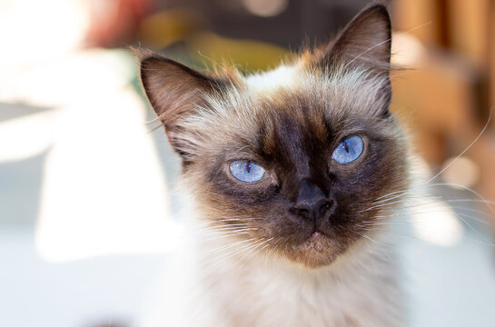 beautiful siamese cat with blue color eyes sitting on floor and eating high protein dry cat food,scattered on the floor.cute adorable siamese faced to camera.sunny rays on floor.grinch,bored,angry 